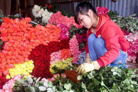 Hoa hồng Đà Lạt tăng giá gấp 3-4 lần trước ngày 20.10