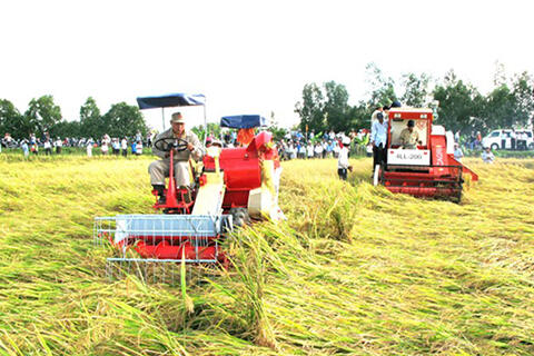 Hướng dẫn nguồn kinh phí hỗ trợ địa phương sản xuất lúa