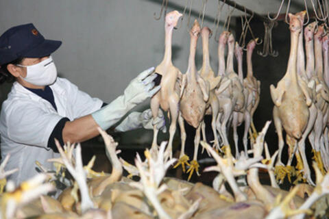 Bộ Tài chính 'cởi trói' 14 loại phí cho gà