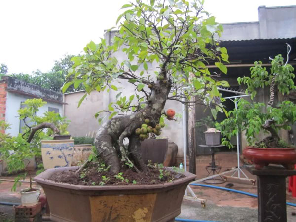 sung bonsai