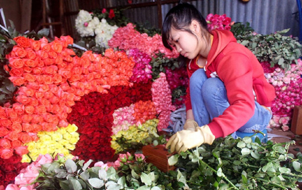 Hoa hồng Đà Lạt tăng giá gấp 3-4 lần trước ngày 20.10 - 1