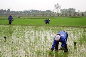 Bản tin thời tiết nông vụ hôm nay 16.2