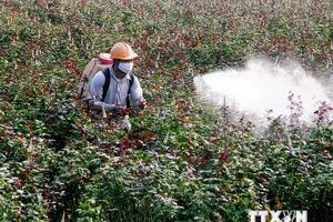 Hà Nội phát triển thương hiệu hoa hồng gắn với vùng đất Mê Linh