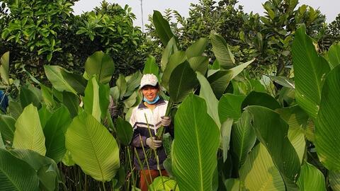 Gìn giữ “linh hồn” lá dong Tràng Cát