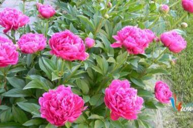 Tìm hiểm về Hoa Mẫu Đơn – PEONY