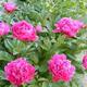 Tìm hiểm về Hoa Mẫu Đơn – PEONY