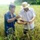 Cà Mau: Bùng phát dịch bệnh trên lúa
