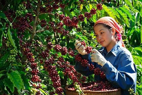 Giá cà phê xuất khẩu giảm sâu khi tồn kho tăng trở lại
