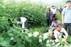Làm chủ công nghệ trồng và chế biến tơ sợi chất lượng cao từ cây gai xanh: Triển vọng từ liên kết ba nhà