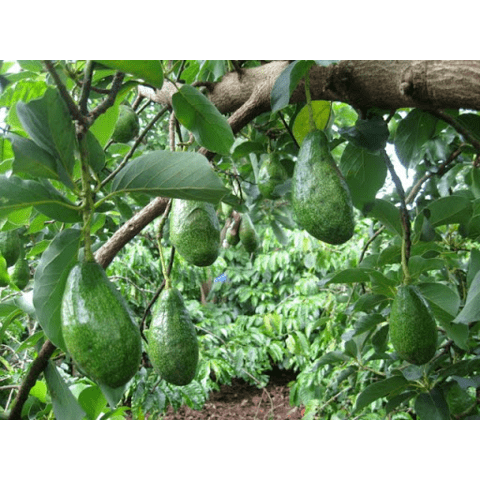 Bơ Trịnh Mười