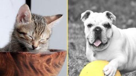 Wondering what pet is right for you… Keep asking yourself “What pet should I get?”