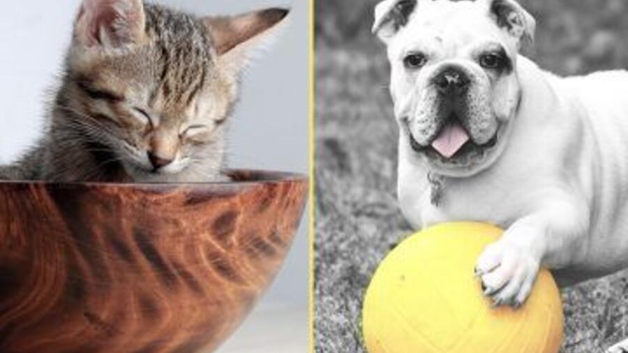 Wondering what pet is right for you… Keep asking yourself “What pet should I get?”