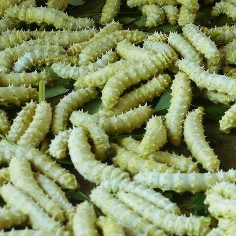 Tằm