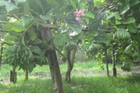 Kỹ thuật trồng và chăm sóc cây Phật Thủ
