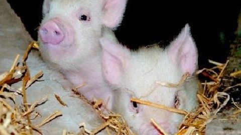 Cách tập cho lợn con ăn sớm