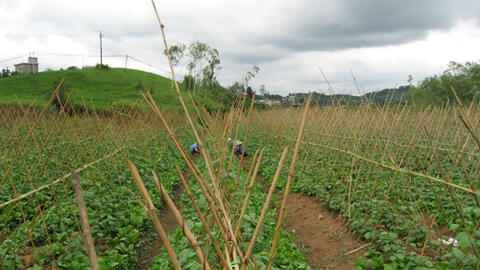 Sản xuất rau sạch