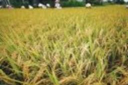 Hội thảo " Tăng năng suất sản xuất nông nghiệp và công nghệ sau thu hoạch"