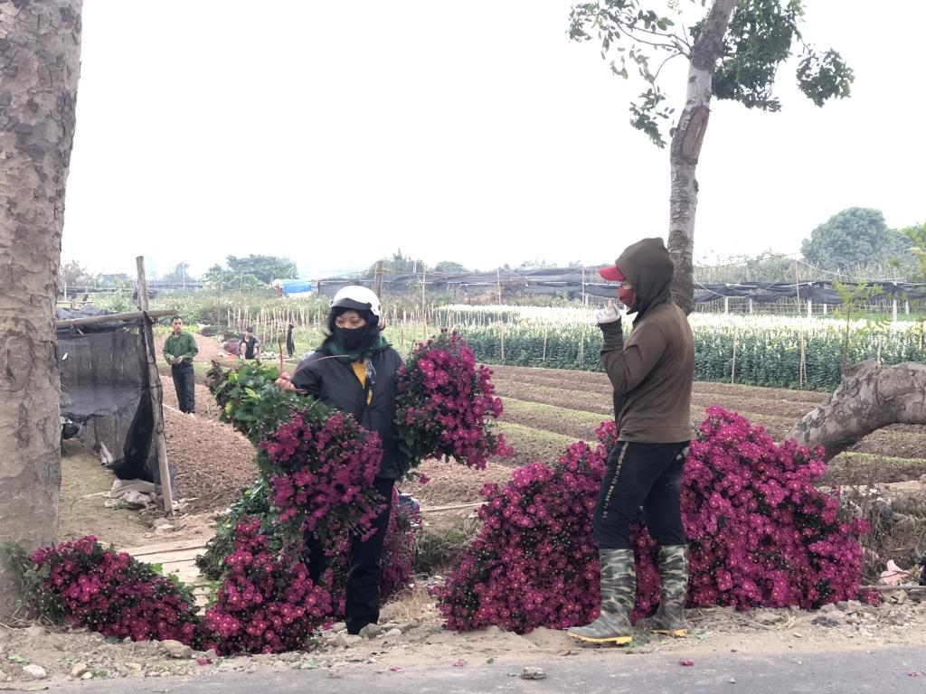 “Thủ phủ” hoa Hà Nội lại sợ cảnh “hoa chờ người” những ngày giáp Tết