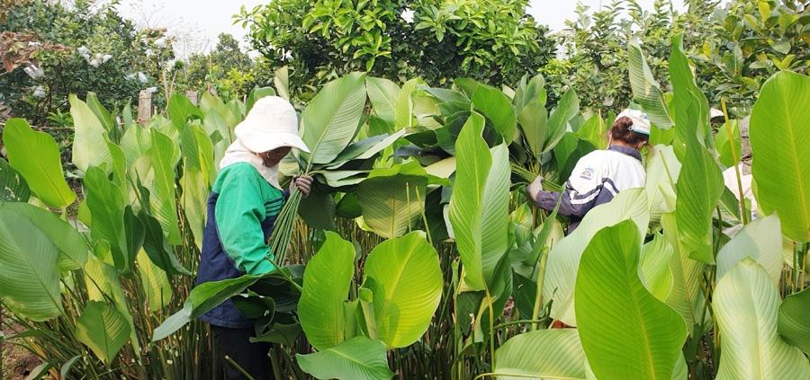 Gìn giữ “linh hồn” lá dong Tràng Cát