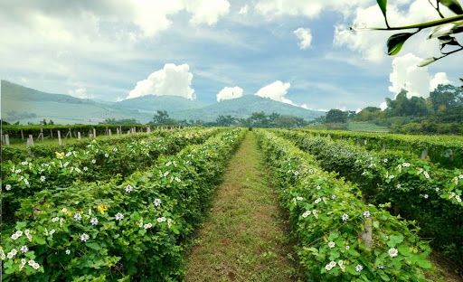 Một góc trang trại thảo dược do TH trồng tại Yên Thành, Nghệ An