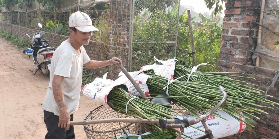 Gìn giữ “linh hồn” lá dong Tràng Cát