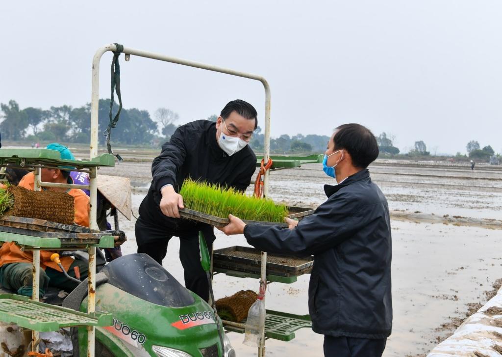 Chủ tịch UBND TP Chu Ngọc Anh xuống đồng cùng bà con nông dân