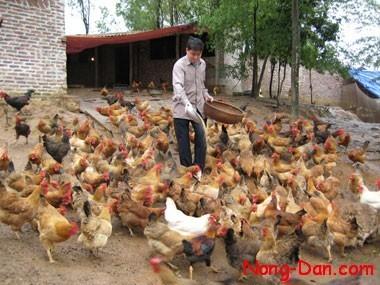 Vac-xin ngừa cúm ở gia cầm