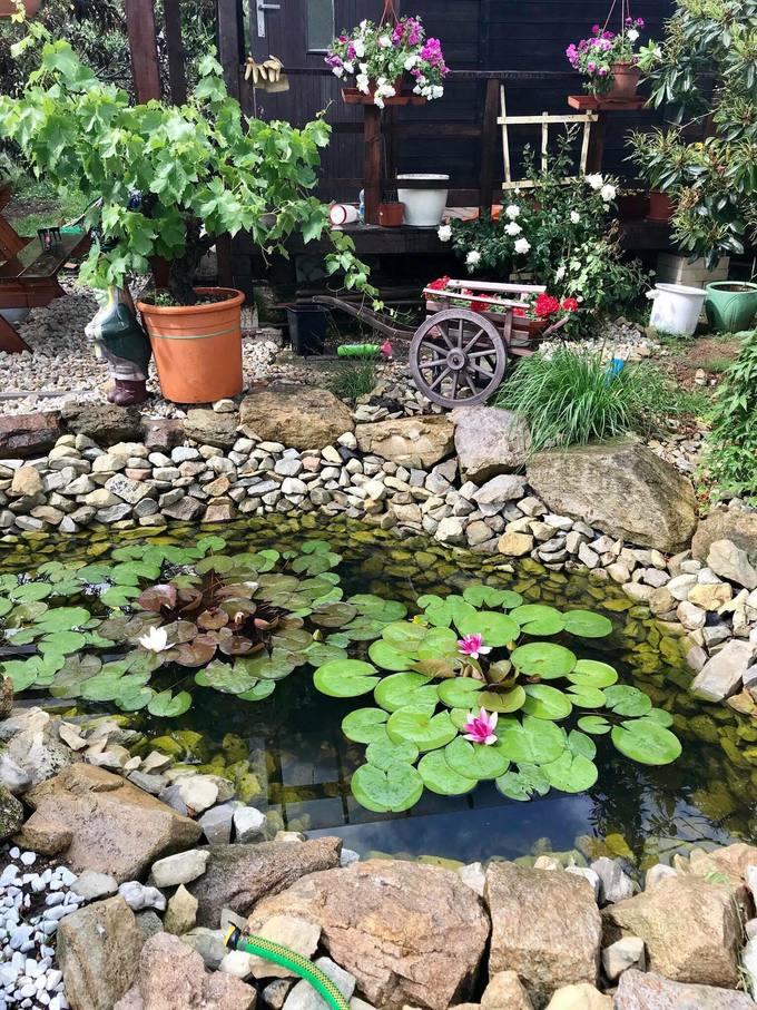Người phụ nữ trồng sen đá hình bản đồ Việt Nam ở trời Tây