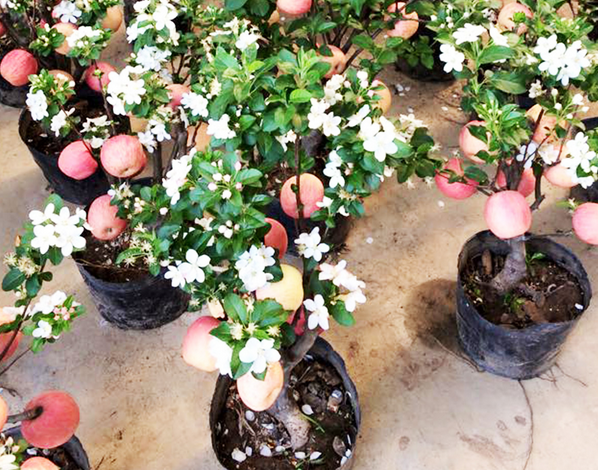 bonsai tao canh