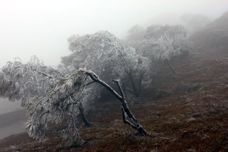 ret dam bao phu mien bac, mau son chuyen ret 3,3 do c hinh anh 1