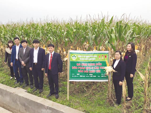 bon npk lam thao cho ngo lai vu dong: tiet kiem chi phi, thu nhap tang cao hinh anh 1